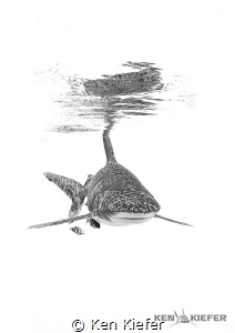 Oceanic Whitetip Shark   off the coast of Cat Island, Bah... by Ken Kiefer 